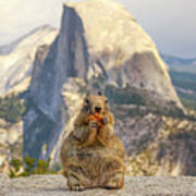 Squirrel And Half Dome #1 Poster