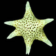 Star Sand Foraminifera Poster