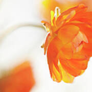 Studio Shot Of Orange Ranunculus #1 Poster