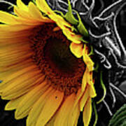 Sunflower #1 Poster