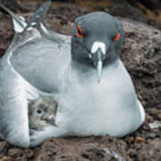 Swallow-tailed Gull Brooding Chick #1 Poster