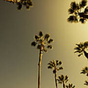 Tall Palm Trees In Beverly Hills Los #1 Poster