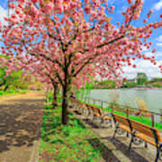 Ueno Park Cherry Blossom #1 Poster