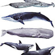 Whale Stack Ii #1 Poster