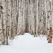 Winter Birch Path #1 Poster