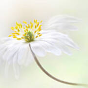 Wood Anemone #1 Poster