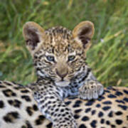 Young Leopard Cub Atop Mother #1 Poster