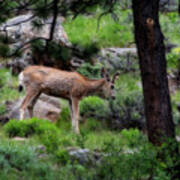 Young Mule Deer Feeding #1 Poster