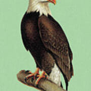 Bald Eagle #10 Poster