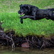 Black Lab Retrieving A Duck From The Water #10 Poster