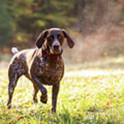 German Shorthaired Pointer Hunting With Steam Rising On Cold Morning #10 Poster