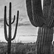 Saguaro Cacti, Arizona #10 Poster