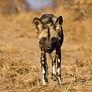 Wild Dog (lycaon Pictus). Hoedspruit #10 Poster