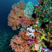 Reef Scene In Halmahera, Indonesia #13 Poster