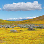 Antelope Valley Super Bloom #2 Poster