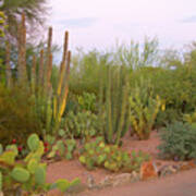 Arizona, Phoenix, Desert, Cactus #2 Poster