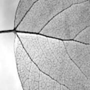 Aspen Leaf Veins #2 Poster