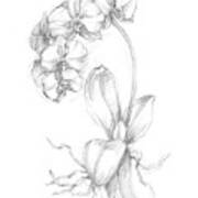 Botanical Sketch V Poster