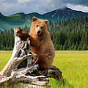 Brown Bear, Lake Clark National Park #2 Poster