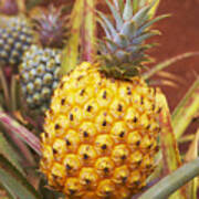 Close Up Of A Pineapple At Dole Plantation Hawaii, Oahu, Hawaii, Usa, America #2 Poster