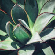 Desert Cactus Blue Glow Agave Poster