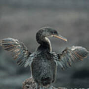 Flightless Cormorant Drying Wings #2 Poster