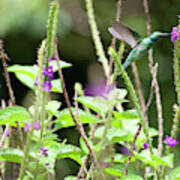 Green Violet-ear Colibri Thalassinus #2 Poster