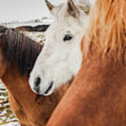 Horses Of Icelandic Race In A Snowy Enclosure, Environmentalists Try To Preserve The Purity Of The Species. #2 Poster