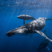 Humpback Whale Family #2 Poster