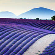 Lavender Field In Provence France #2 Poster