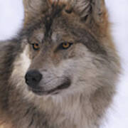 Mexican Grey Wolf #2 Poster