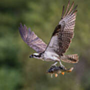 Osprey With Catch #2 Poster