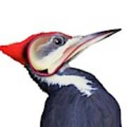 Pileated Woodpecker #2 Poster