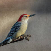 Red Bellied Woodpecker #2 Poster