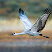 Sandhill Crane, Soccoro, New Mexico, Usa #2 Poster