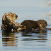 Sea Otter And Newborn Pup #2 Poster