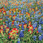 Spring Bliss -bluebonnet And Indian Paintbrush Poster