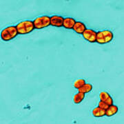 Streptococcus Mutans #2 Poster