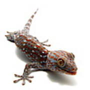 Tokay Gecko #2 Poster