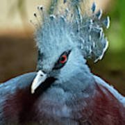 Victoria Crowned Pigeon #2 Poster