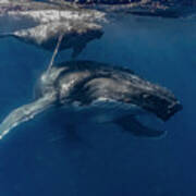 Humpback Whale Megaptera Novaeangliae #25 Poster