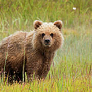 Brown Bear, Lake Clark National Park #3 Poster