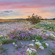 Desert Sand Verbena, Desert Sunflower, And Desert Lily Spring Bloom, Anza-borrego Desert State Park, California #3 Poster
