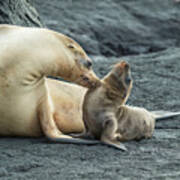 Galapagos Sea Lion Nuzzling Pup #3 Poster