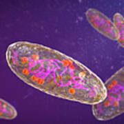 Plague Bacteria, Yersinia Pestis #3 Poster