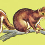 Squirrel On Branch #3 Poster