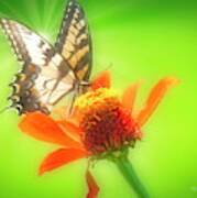 Tiger Swallowtail Butterfly, Zinnia Flower #3 Poster