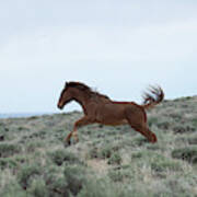 Wyoming Wild Horses #5 Poster