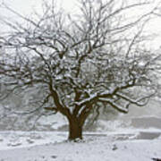 30/01/19  Rivington.  Japanese Pool. Snow Clad Tree. Poster