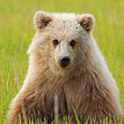 Brown Bear, Lake Clark National Park #4 Poster